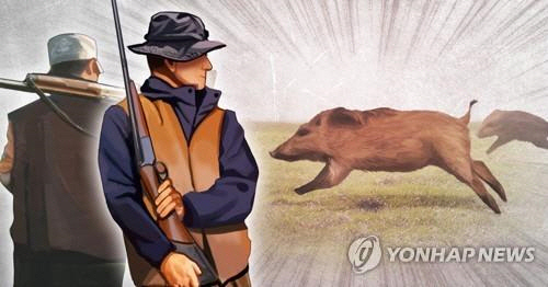 야생동물 멧돼지 포획 [연합뉴스]